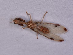 Dicromantispa interrupta