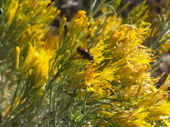 Paradejeania rutilioides