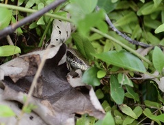 Eutropis longicaudata