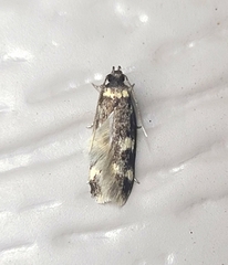 Oegoconia novimundi