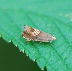 Grapholita delineana