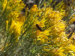 Paradejeania rutilioides