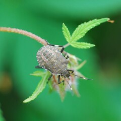 Halyomorpha halys