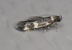 Oegoconia novimundi