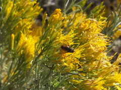 Paradejeania rutilioides