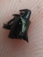 Scolopterus penicillatus