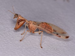 Dicromantispa interrupta