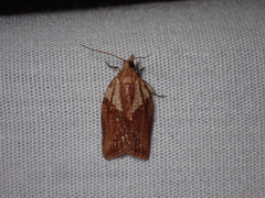 Epiphyas postvittana