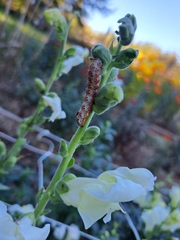 Pyrrhia exprimens
