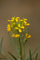 Erysimum capitatum