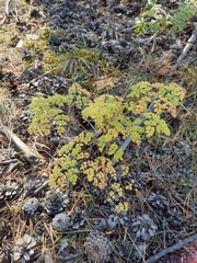 Thalictrum foetidum
