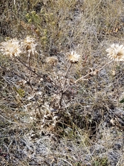 Cirsium undulatum