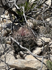 Hamatocactus hamatacanthus