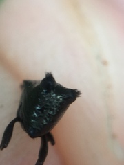 Scolopterus penicillatus