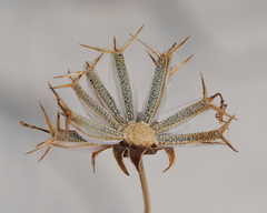 Thelesperma megapotamicum