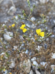 Deinandra