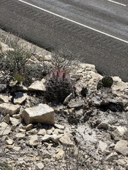 Hamatocactus hamatacanthus