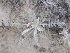 Hymenopappus filifolius