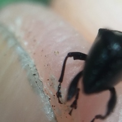 Scolopterus penicillatus