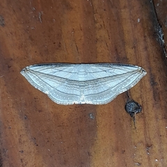 Arcobara tergeminaria