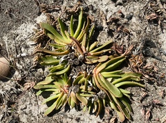 Glottiphyllum longum