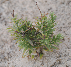 Heliotropium curassavicum