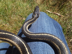 Thamnophis elegans elegans