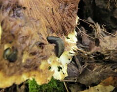 Arion hortensis
