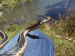 Thamnophis elegans elegans