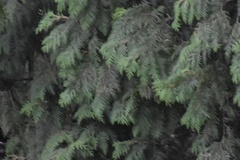 Thuja