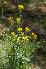 Erysimum capitatum