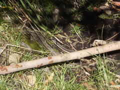 Thamnophis elegans elegans