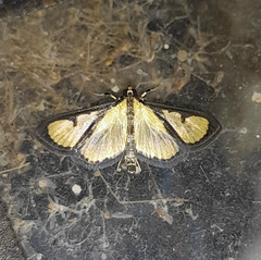 Hyalea pallidalis