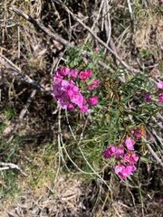 Boronia pinnata