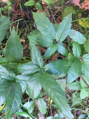 Rubus trivialis