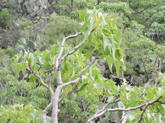 Pittocaulon praecox