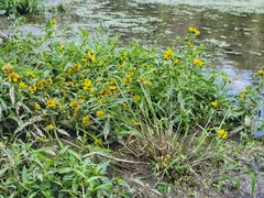 Bidens cernua