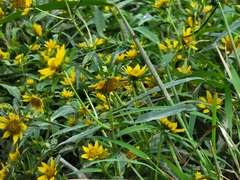 Bidens cernua