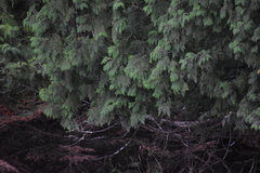 Thuja