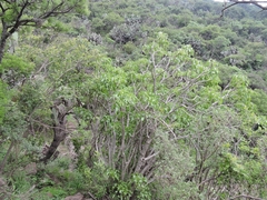 Pittocaulon praecox