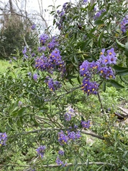 Solanum crispum