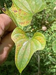 Dioscorea polystachya