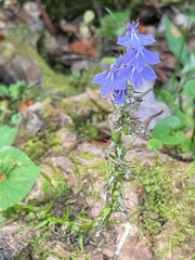 Lobelia amoena