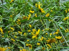 Bidens cernua