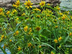 Bidens cernua