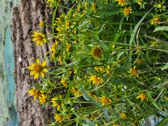 Bidens cernua