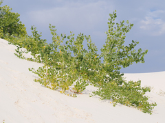 Populus deltoides wislizenii