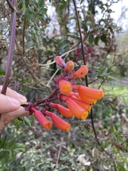 Eccremocarpus scaber