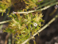 Nama carnosa