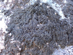 Pseudephebe pubescens